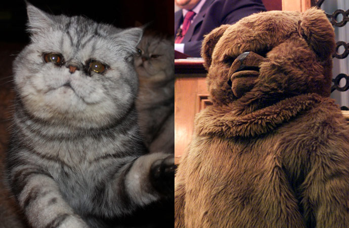 Cat lookalikes: Lookalike cat: Asparagus versus Bungle