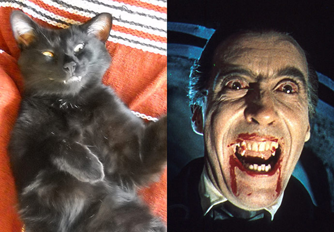 Cat lookalikes: Lookalike cat: Ronan as Christopher Lee 