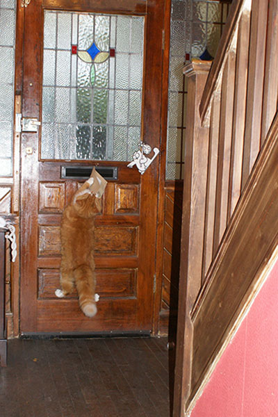 Special talent: Ziggy