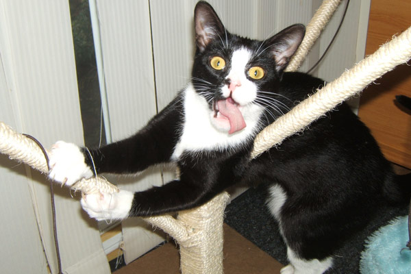 Special talent: Daisy