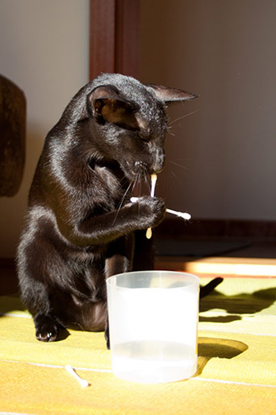 Special talent: Usyaka