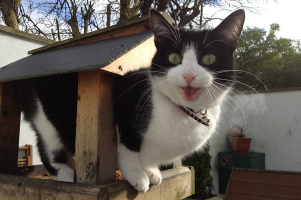 Special talent: Batman