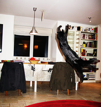 Catrobatics: Catrobatics: Hibou catching green beans