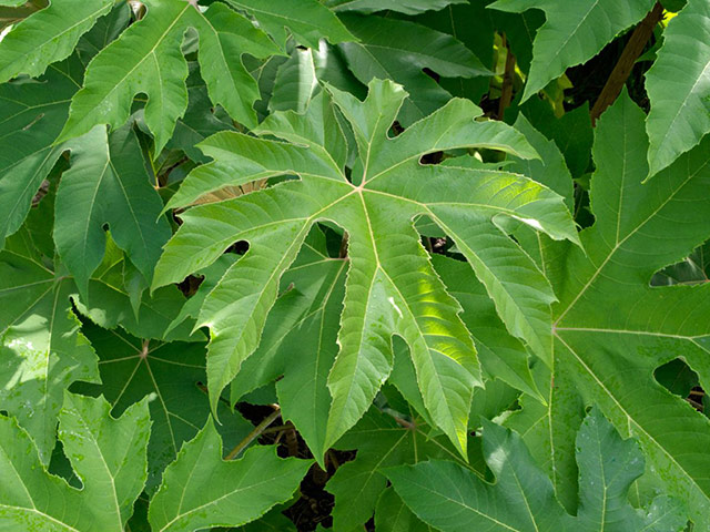 Exotic garden: Tetrapanax papyrifer