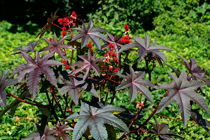 Exotic garden: Ricinus communis