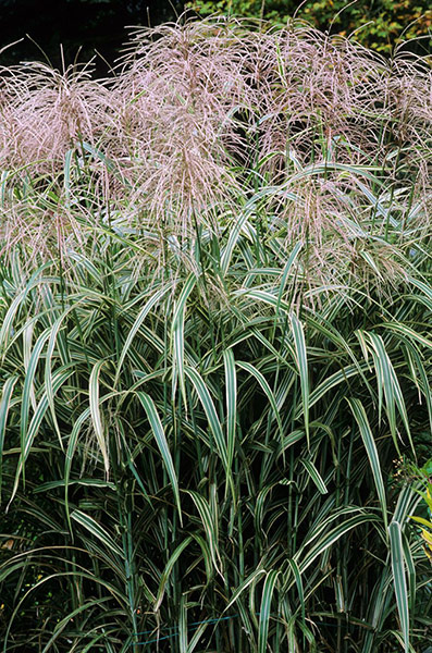 Exotic garden: Miscanthus sinensis 'Cosmopolitan'
