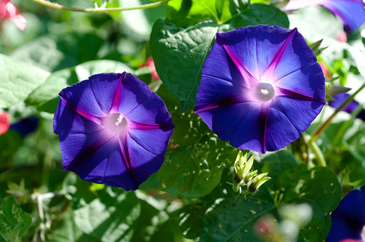 Exotic garden: Ipomoea 'Kniolas Black Knight'