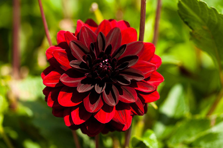 Exotic garden: Dahlia 'Arabian Night'