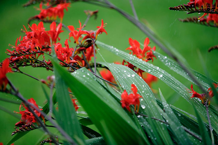 Exotic garden: Crocosmia 'Lucifer'