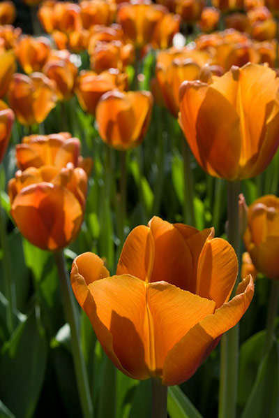 Exotic garden: Tulipa 'Brown Sugar' 