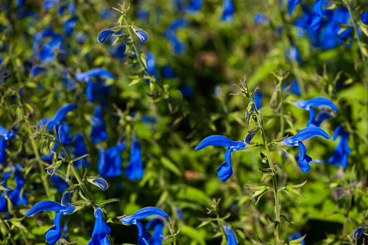 Exotic garden: Salvia patens ‘Guanajuato’