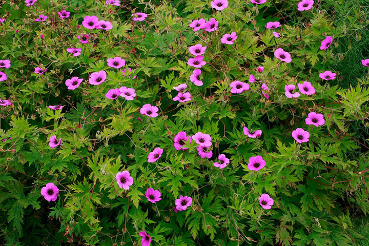 Exotic garden: Geranium psilostemon