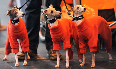 CRUFTS 2012 live blog: day one