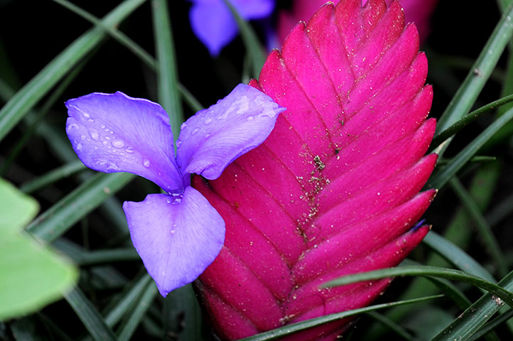 Floriade: Flowers at Floriade