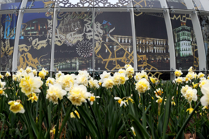Floriade: Daffodils at Floriade