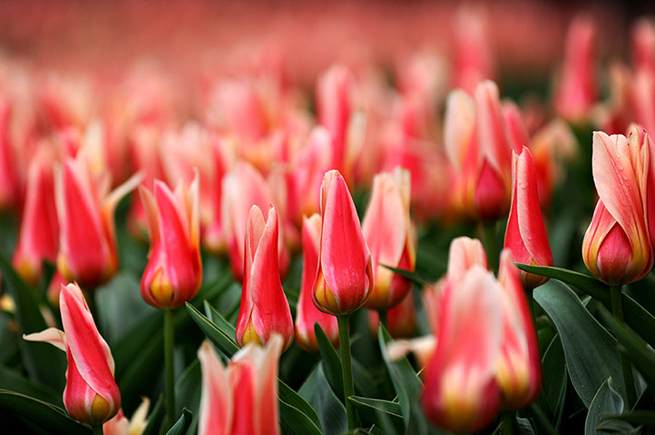 Floriade: A tulip field at Floriade