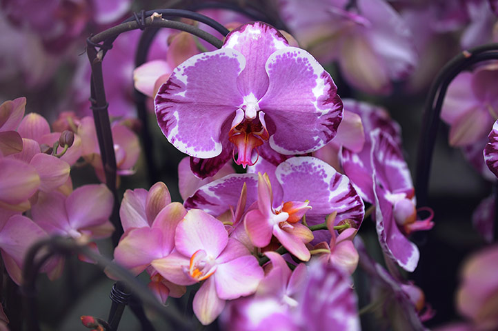 Floriade: A close-up of orchids