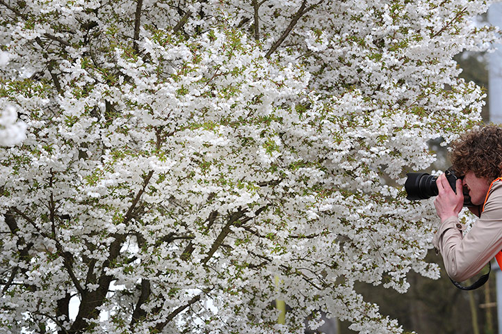 Floriade: A blossoming tree