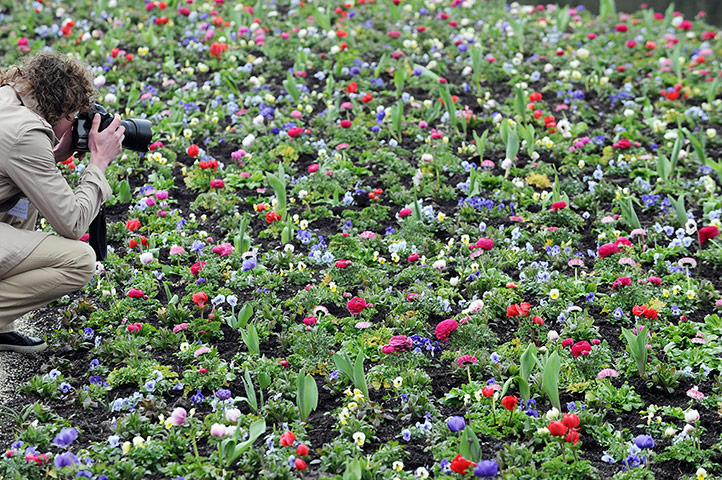 Floriade: A field of flowers