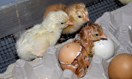 Talking chickens: the chicks arrive | Life and style | The Guardian