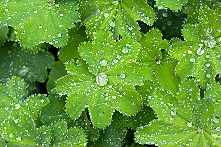 Self seeders: Alchemilla mollis