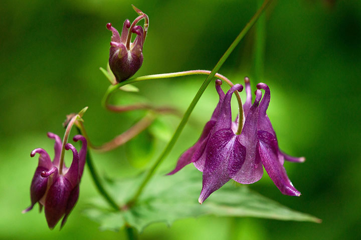 Self seeders: Aquilegia vulgaris