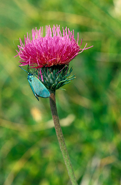 Self seeders: Cirsium tuberosum