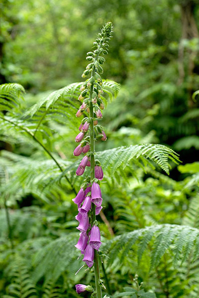 Self seeders: Digitalis purpurea