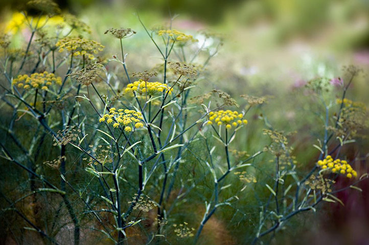 Self seeders: Foeniculum vulgare 'Purpureum'