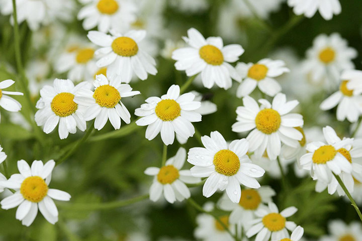 Self seeders: Tanacetum parthenium