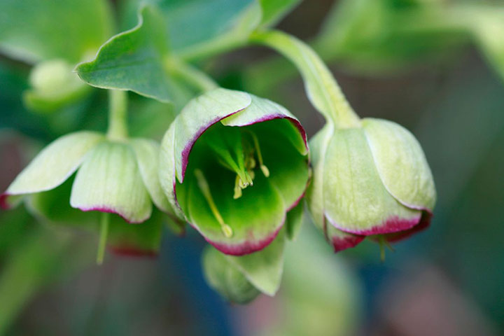 Self seeders: Helleborus foetidus