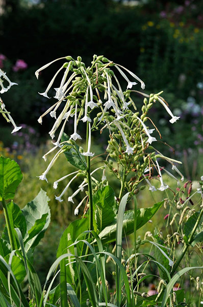 Self seeders: Nicotiana sylvestris