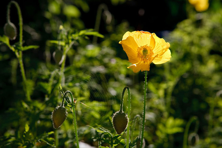 Self seeders: Meconopsis cambrica