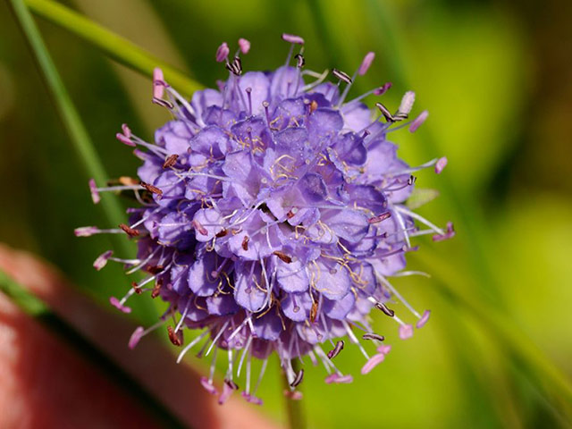 Sarah Raven: Devil's-bit scabious