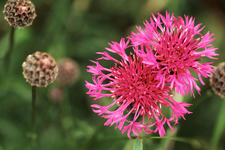 Sarah Raven: Greater knapweed