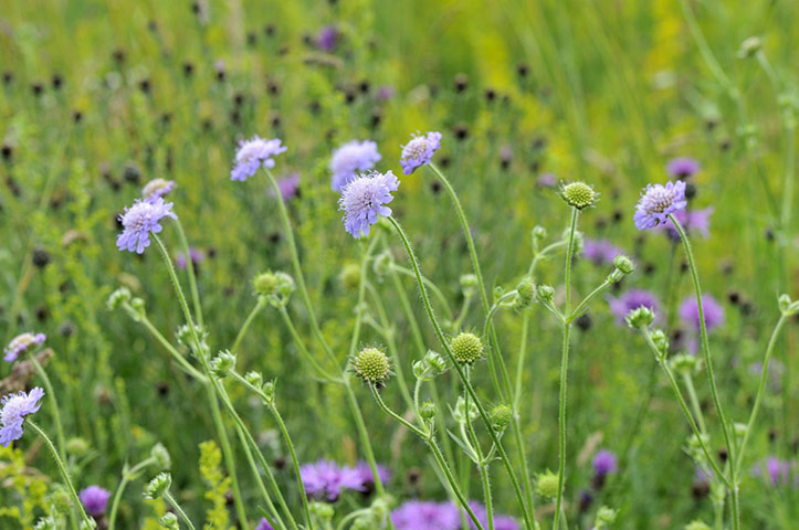 Sarah Raven: Field scabious