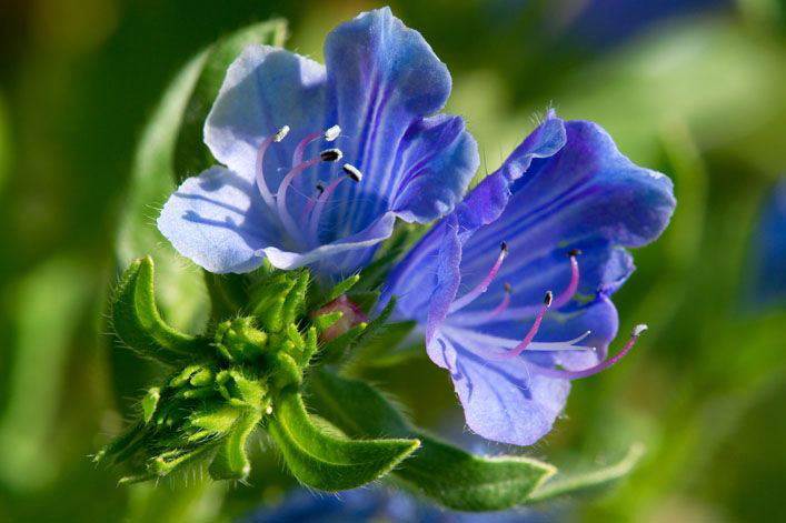 Sarah Raven: Viper's bugloss