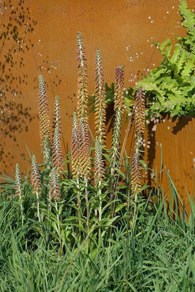 Chocolate plants: I am, because of who we are