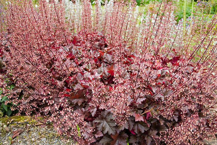 Chocolate plants: Heuchera 'Chocolate Ruffles'