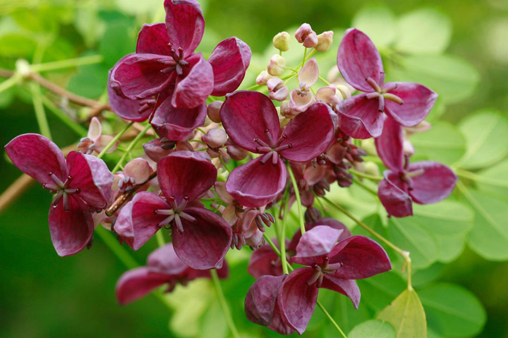 Chocolate plants: Akebia quinata
