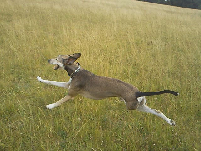 Dog photography: Toyah Warner
