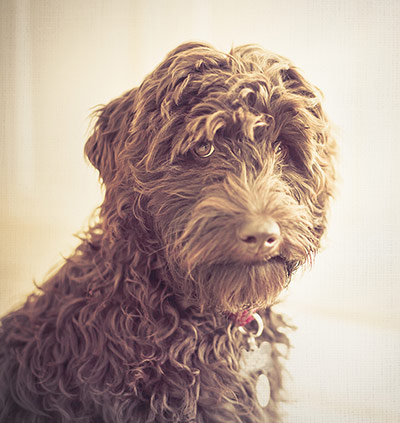 Dog photography: Kirsty Hogan
