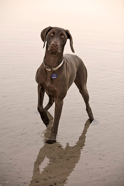 Dog photography: Errol Sidelsky