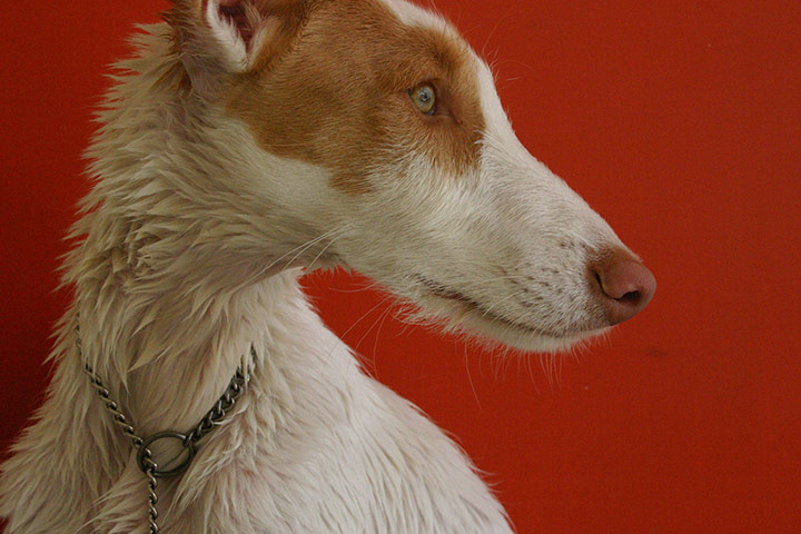 Dog photography: Deborah Rumens