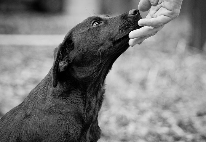 Dog photography: Andy Biggar