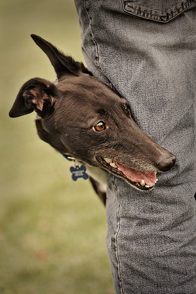 Dog photography: Liz Coleman