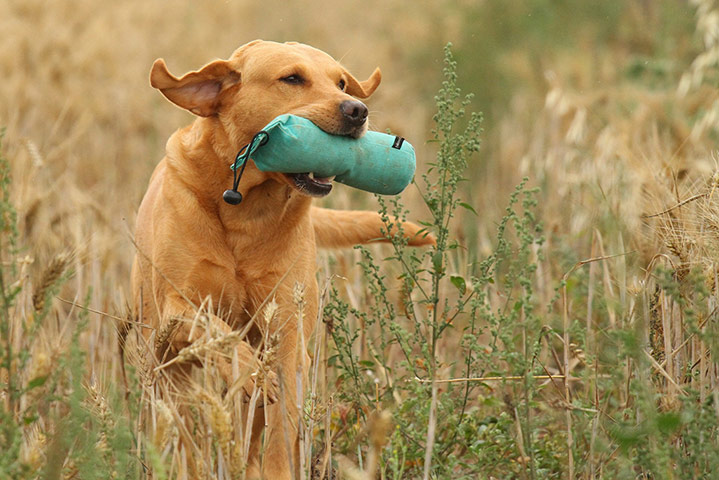 Dog photography: Roz Greening