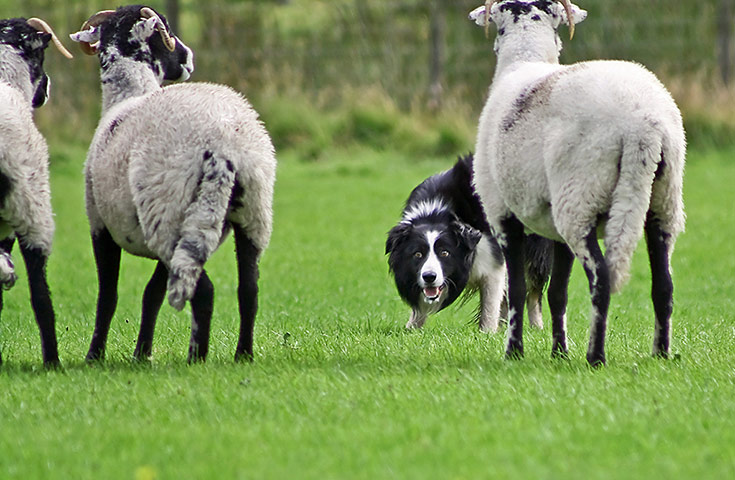 Dog photography: Elizabeth Lane 