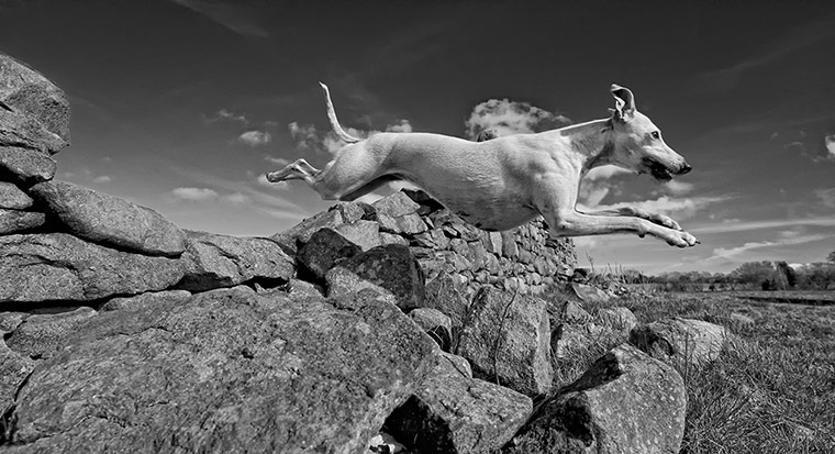 Dog photography: Robert Patefield