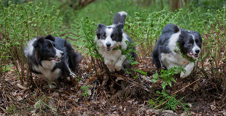 Dog photography: Andy Biggar